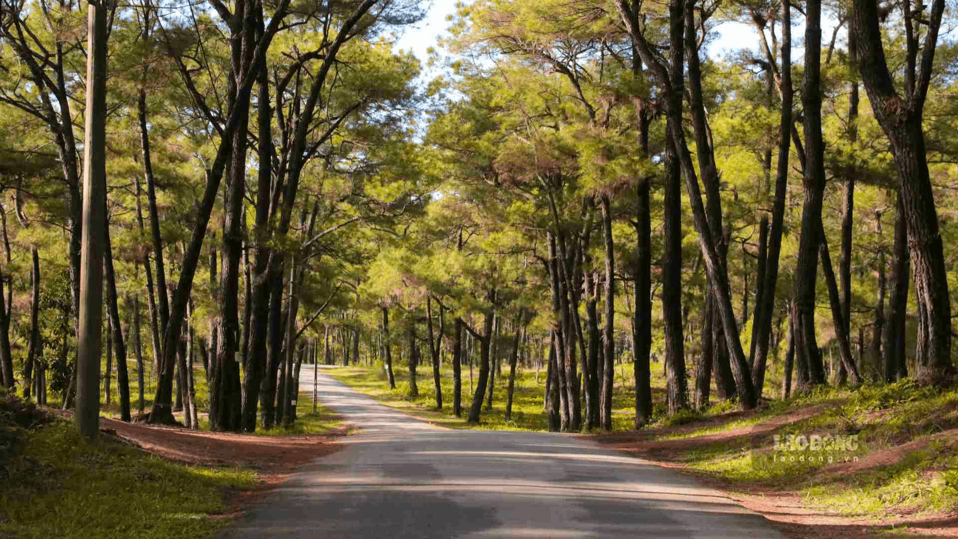 Đồi Thiên An Đà Lạt thu nhỏ giữa lòng cố đô Đồi Thiên An Đà Lạt thu nhỏ giữa lòng cố đô