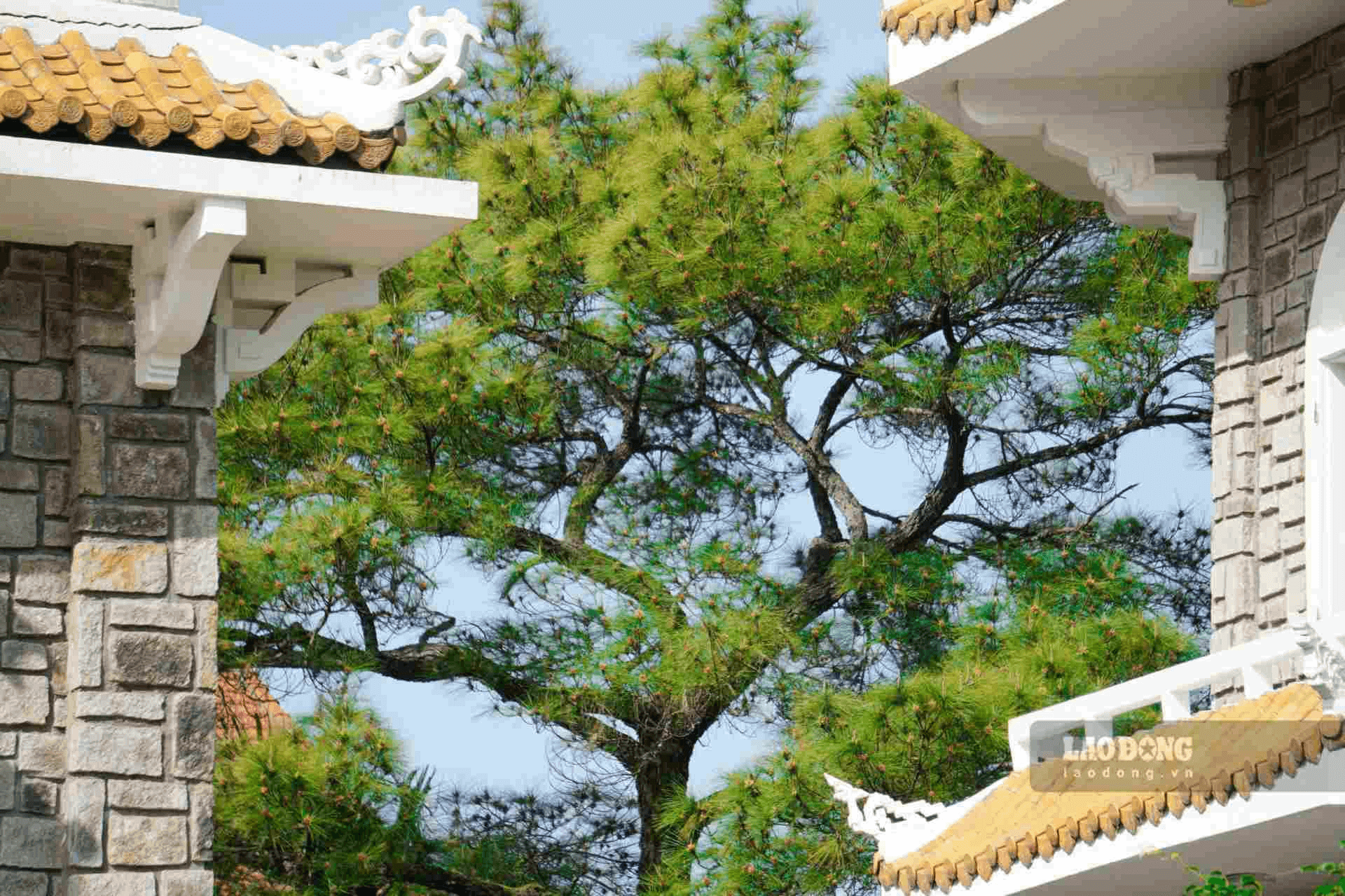 Không gian xanh mát của cây cỏ, tiếng chim hót vang vọng níu chân du khách Không gian xanh mát của cây cỏ, tiếng chim hót vang vọng níu chân du khách