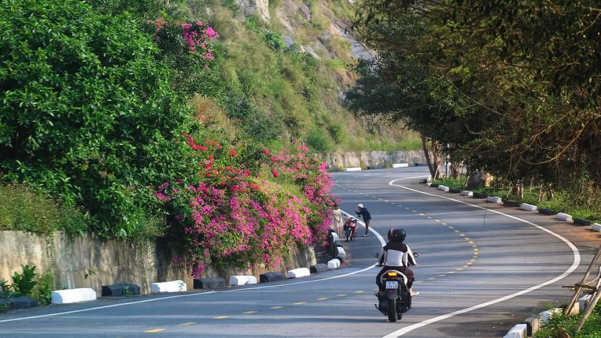 Khúc cua rực sắc hoa trên đường lên đỉnh Bàn Cờ Thọ Quang Sơn Trà Đà Nẵng (Ảnh Sưu tầm)
