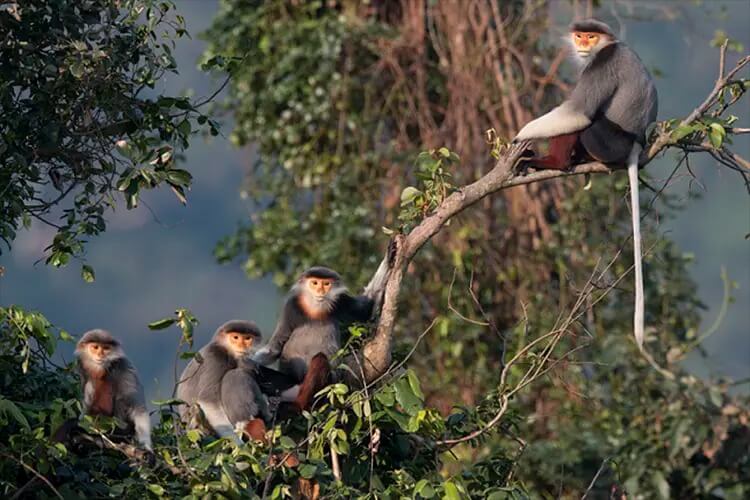 Voọc chà vá chân nâu biểu tượng hoang dã của Sơn Trà (Ảnh Sưu tầm)