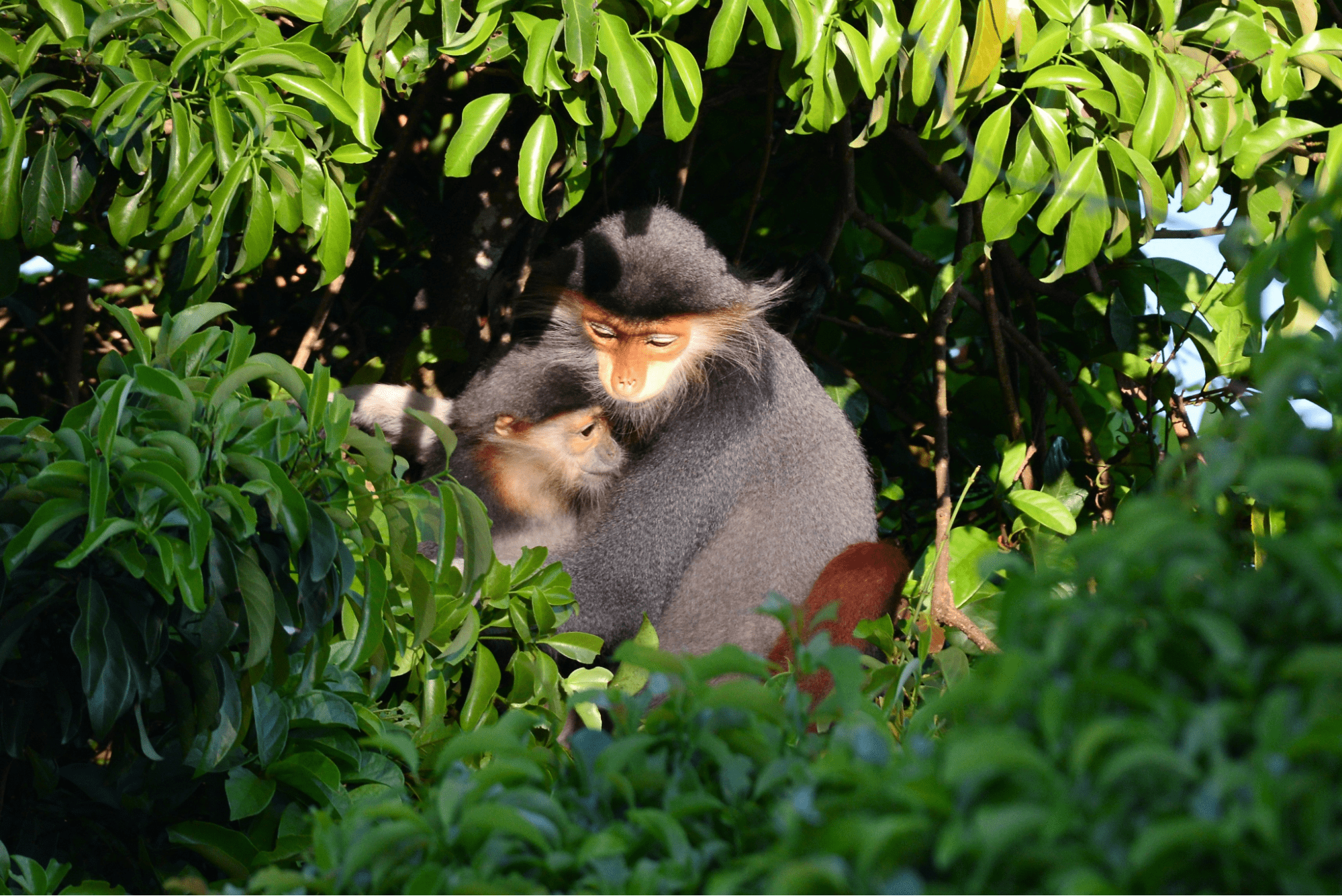 Voọc chà vá chân nâu quý hiếm tại bán Đảo Sơn Trà Voọc chà vá chân nâu quý hiếm tại bán Đảo Sơn Trà