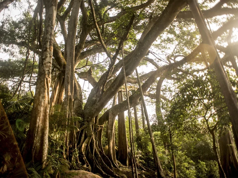 The Thousand-Year-Old Banyan Tree of Son Tra – Discover Its True Age and Majestic Beauty (Photo Collection)