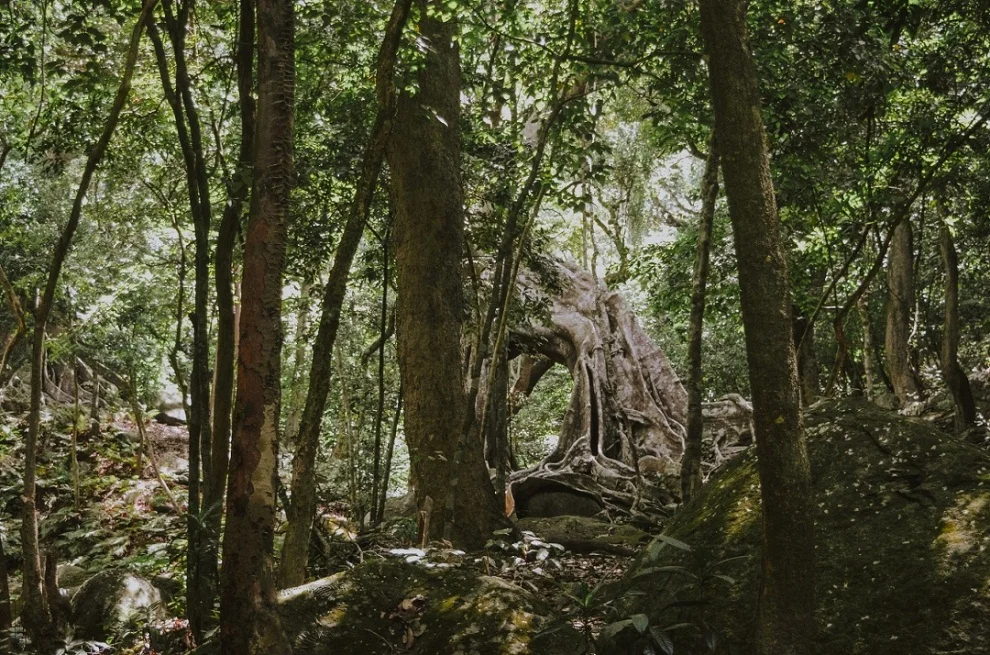 Chiêm ngưỡng vẻ đẹp hùng vĩ của cây đa ngàn năm Sơn Trà (Ảnh Sưu tầm) Chiêm ngưỡng vẻ đẹp hùng vĩ của cây đa ngàn năm Sơn Trà (Ảnh Sưu tầm)