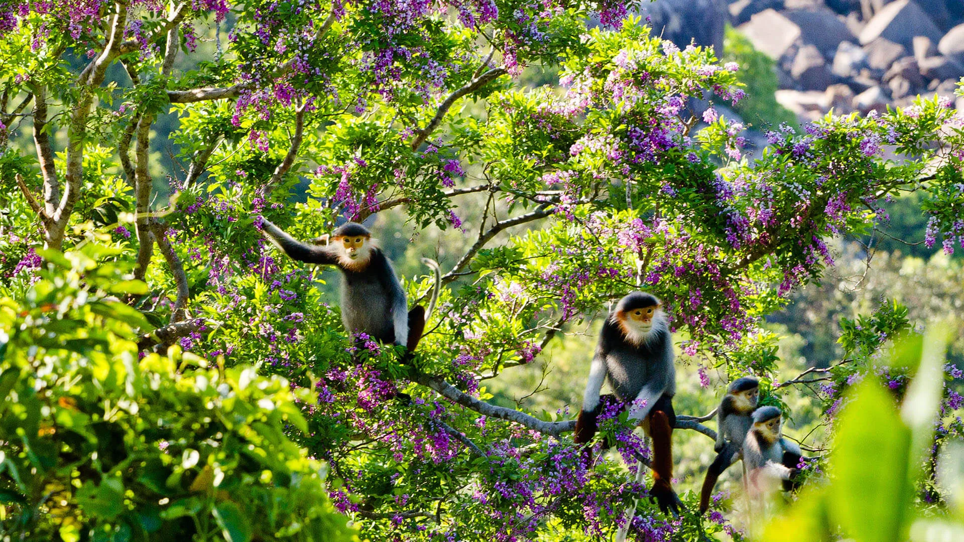 Cơ hội gặp Voọc chà vá chân nâu tại cây đa ngàn năm Sơn Trà (Ảnh Sưu tầm) Cơ hội gặp Voọc chà vá chân nâu tại cây đa ngàn năm Sơn Trà (Ảnh Sưu tầm)