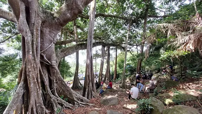 Kế hoạch tham quan cây đa ngàn năm Thời điểm & Lịch trình chi tiết (Ảnh Sưu tầm) Kế hoạch tham quan cây đa ngàn năm Thời điểm & Lịch trình chi tiết (Ảnh Sưu tầm)