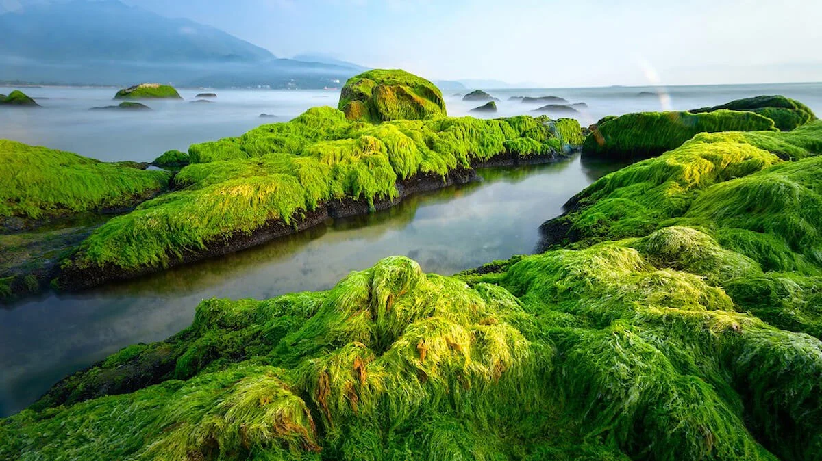 Vẻ đẹp hoang sơ của bãi biển Đà Nẵng với Bãi Rạn Nam Ô mùa rêu xanh (Ảnh Sưu tầm) Vẻ đẹp hoang sơ của bãi biển Đà Nẵng với Bãi Rạn Nam Ô mùa rêu xanh (Ảnh Sưu tầm)