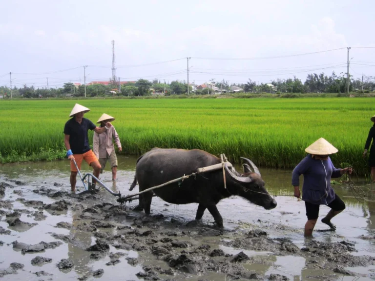 Eco-Luxury Hoi An Farming & Fishing Adventure
